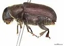 Douglas-fir Beetle - photo 5