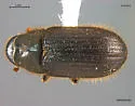 Spruce Beetle - photo 3
