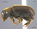 Spruce Beetle - photo 4