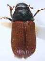 Spruce Beetle - photo 5