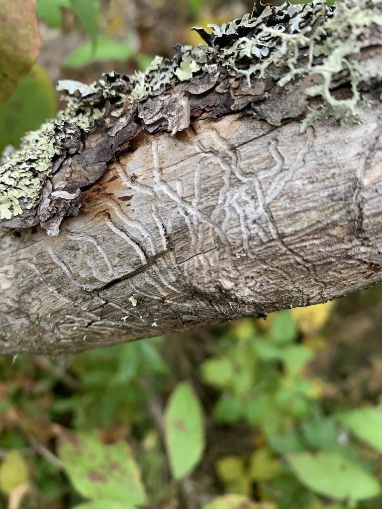 Eastern Larch Beetle - photo 2