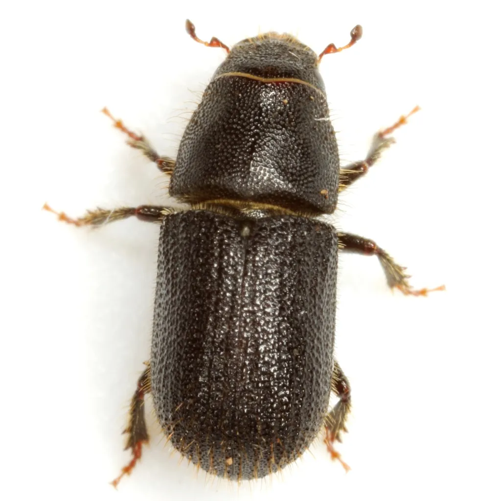 Black Turpentine Beetle - photo 2