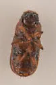 Red Turpentine Beetle - photo 2