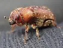 Red Turpentine Beetle - photo 4