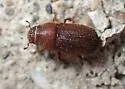 Red Turpentine Beetle - photo 5