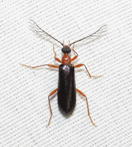 Dendroides canadensis - photo 2