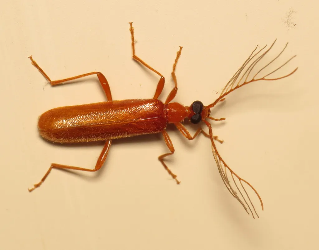 Dendroides concolor