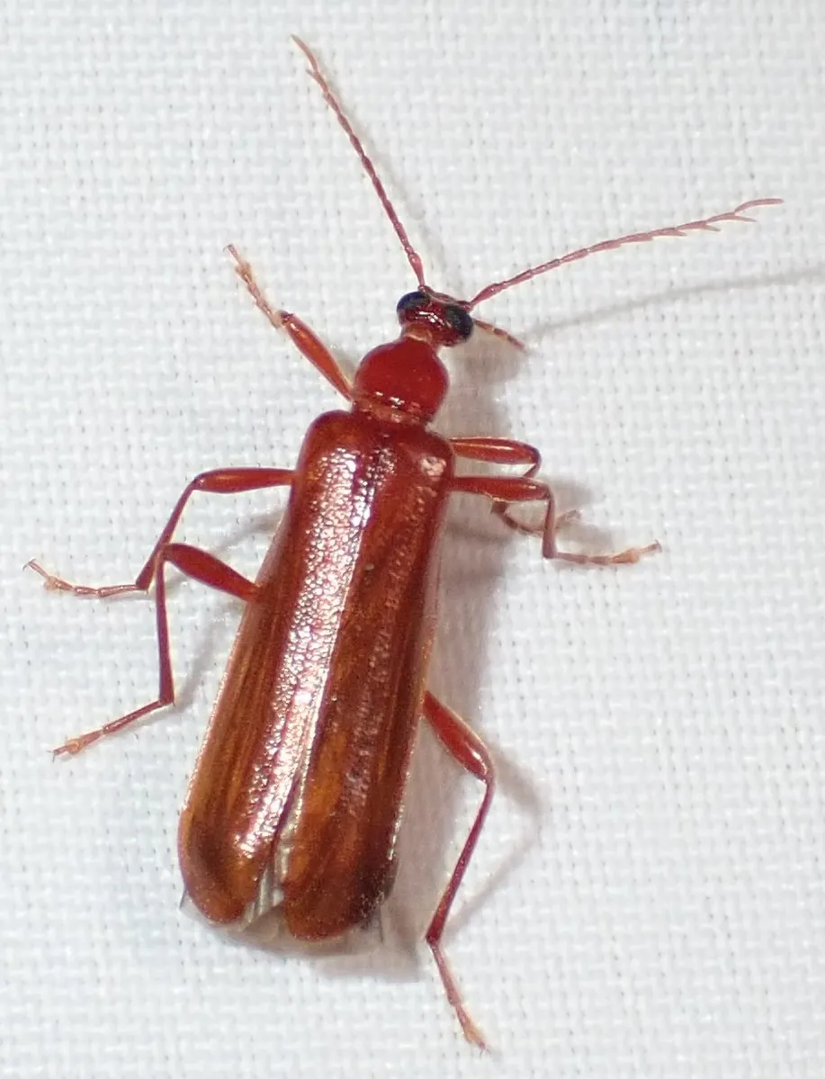 Dendroides ephemeroides - photo 3