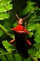 Dendroides marginatus