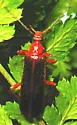 Dendroides marginatus - photo 2