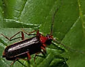 Dendroides marginatus - photo 3