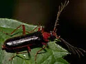 Dendroides marginatus - photo 4