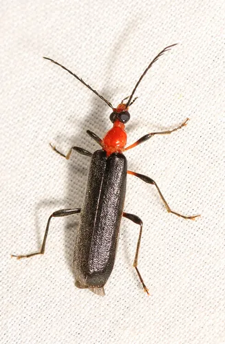 Dendroides picipes