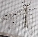 Dendroleon speciosus