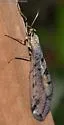 Dendroleon speciosus - photo 2