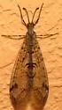 Dendroleon speciosus - photo 4
