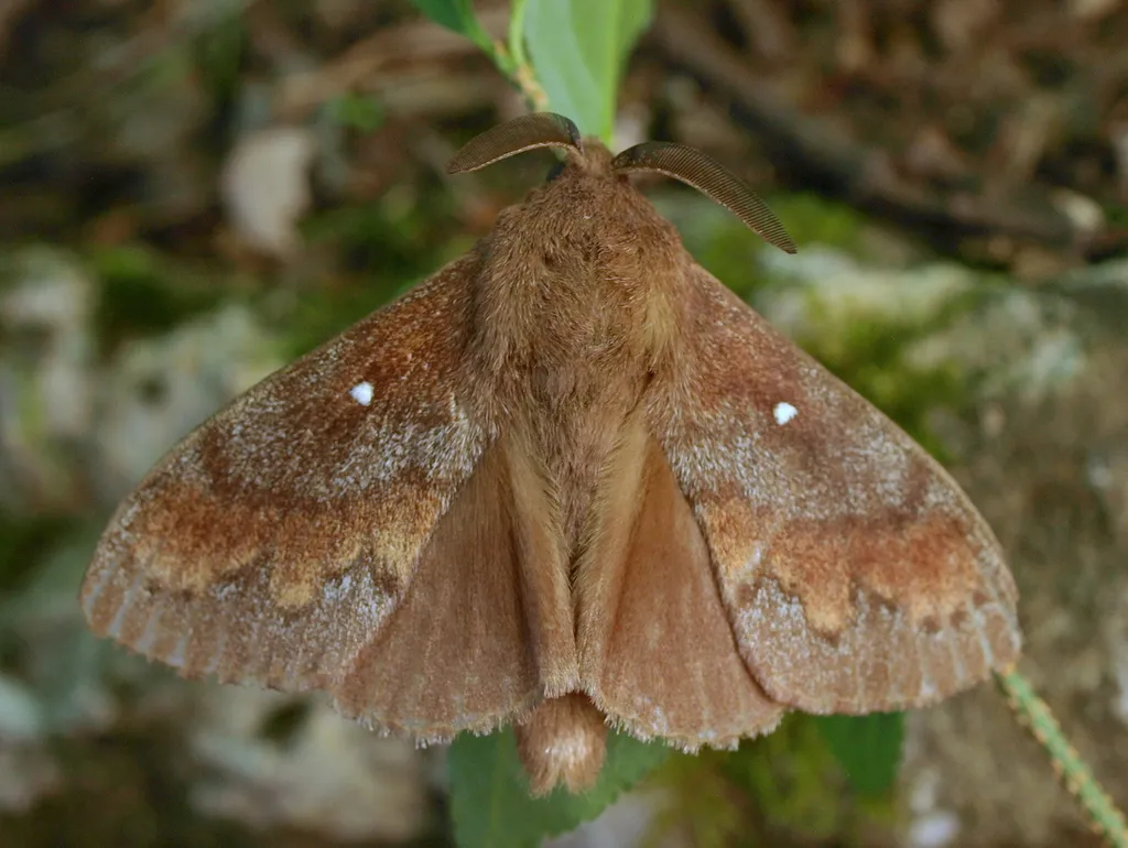 Pine-tree Lappet - photo 2