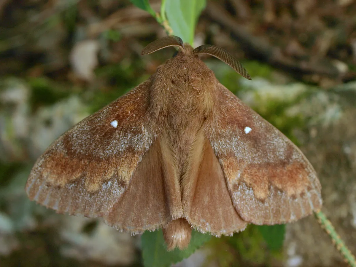 Pine-tree Lappet - photo 3