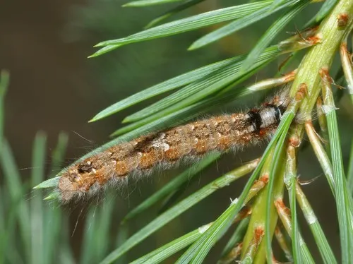 Pine-tree Lappet - photo 5