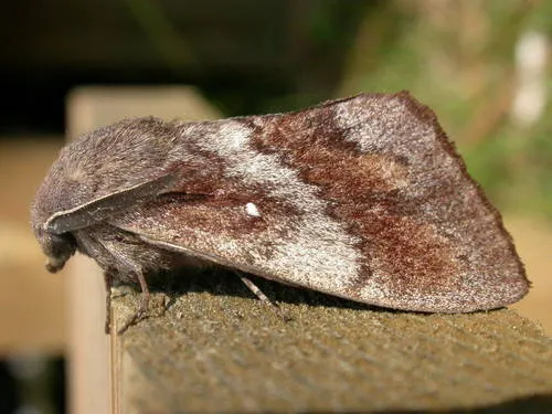 Pine-tree Lappet - photo 8
