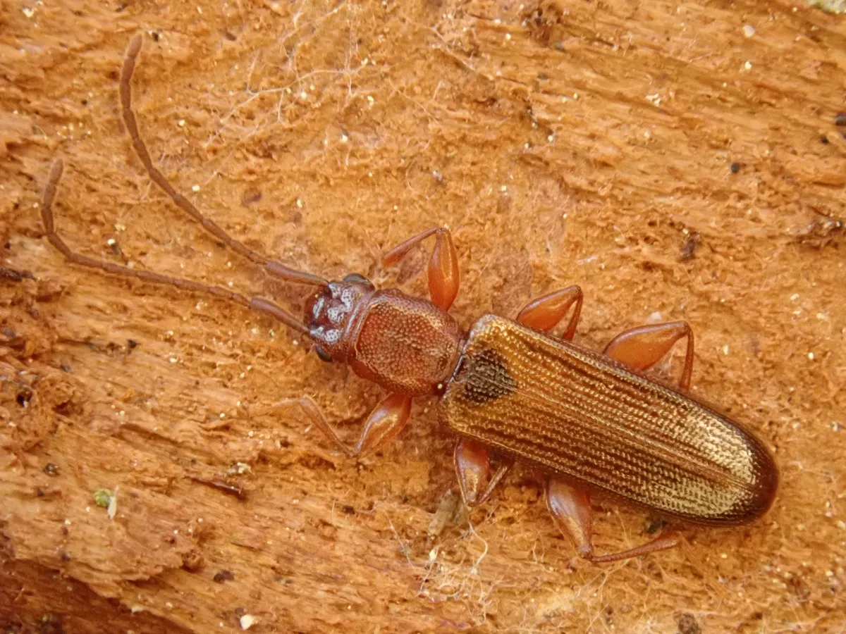Dendrophagus crenatus - photo 3