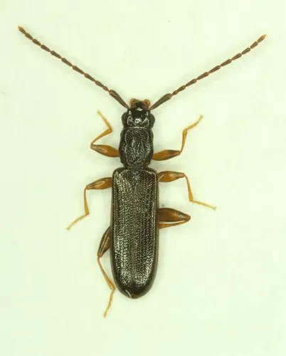 Dendrophagus cygnaei