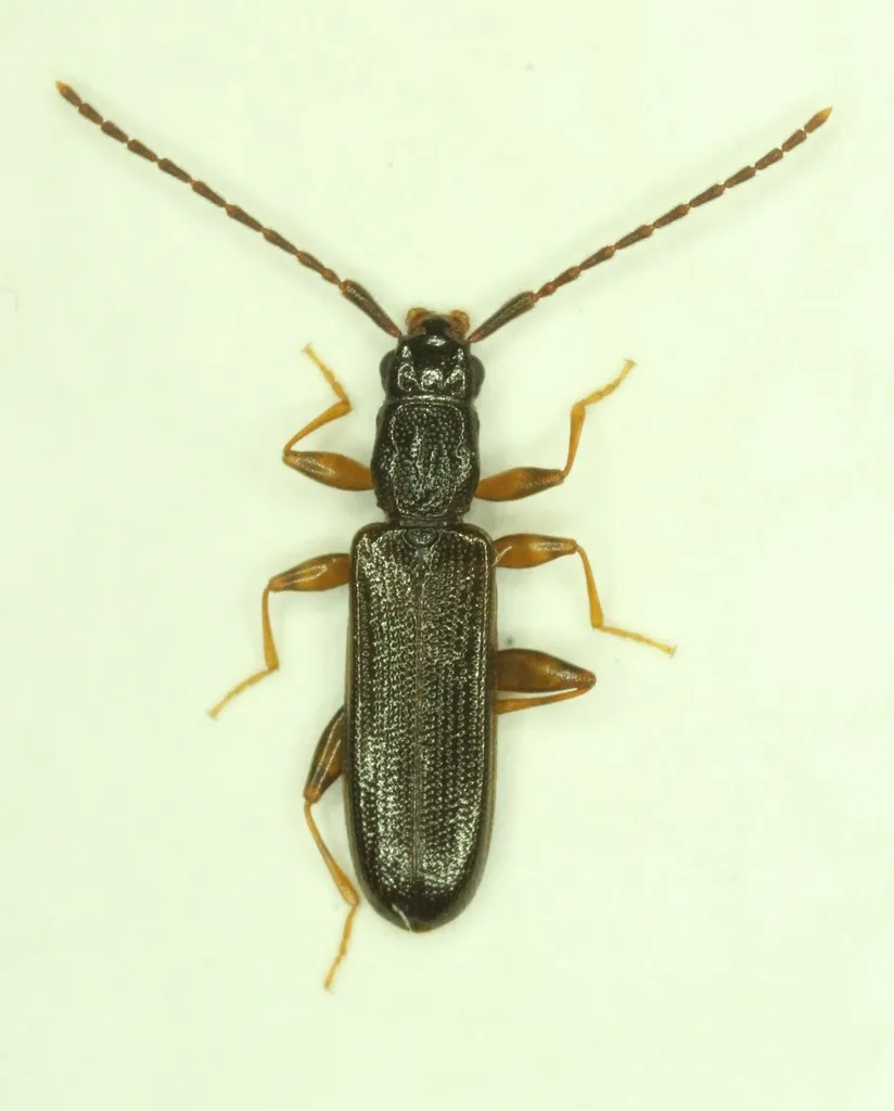 Dendrophagus cygnaei - photo 3