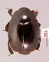 Dendrophilus kiteleyi