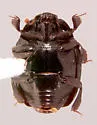 Dendrophilus kiteleyi - photo 2