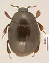 Dendrophilus opacus