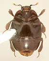 Dendrophilus opacus - photo 2