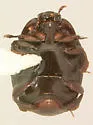 Dendrophilus punctatus - photo 2