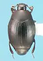 Dendrophilus xavieri