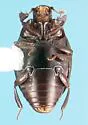 Dendrophilus xavieri - photo 2