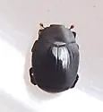 Dendrophilus xavieri - photo 3