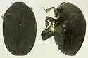 Dendrosinus bourreriae - Dendrosinus bourreriae