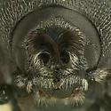 Dendrosinus bourreriae - photo 2