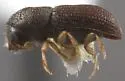 Dendroterus striatus - photo 2