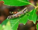 Scrub Pine Grasshopper