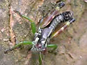Carolina Oak Grasshopper