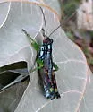 Carolina Oak Grasshopper - photo 2