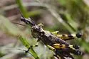Carolina Oak Grasshopper - photo 3