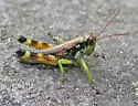 Carolina Oak Grasshopper - photo 4