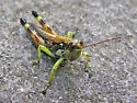 Carolina Oak Grasshopper - photo 5