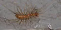 Arizona House Centipede