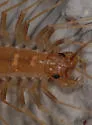 Arizona House Centipede - photo 2