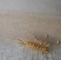 Arizona House Centipede - photo 3