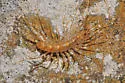 Arizona House Centipede - photo 4
