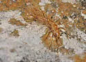 Arizona House Centipede - photo 5