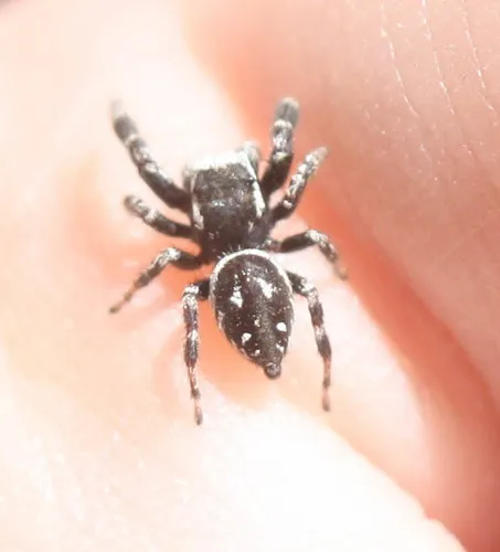 Dendryphantes nigromaculatus
